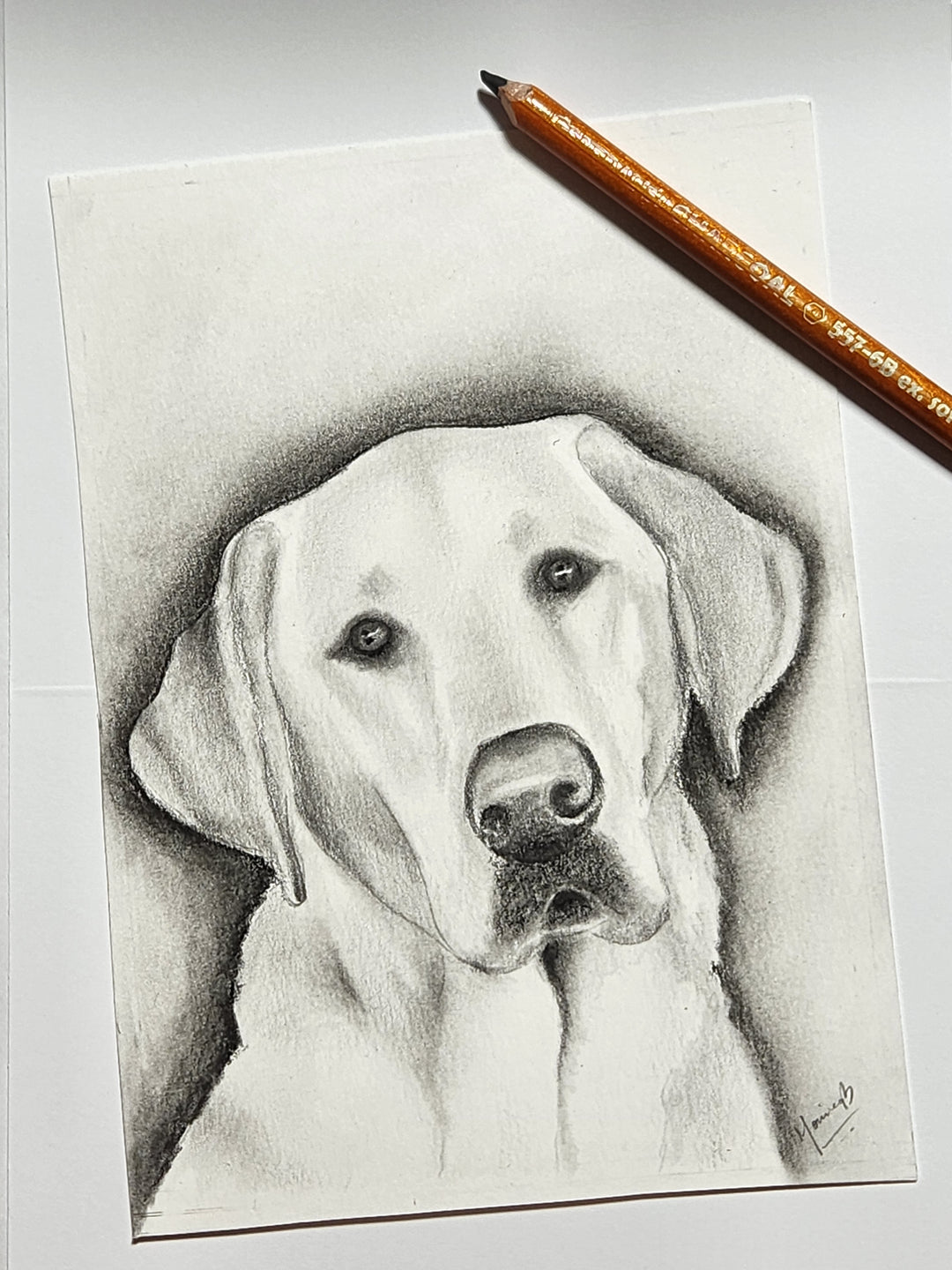Pet portrait in pencil 3