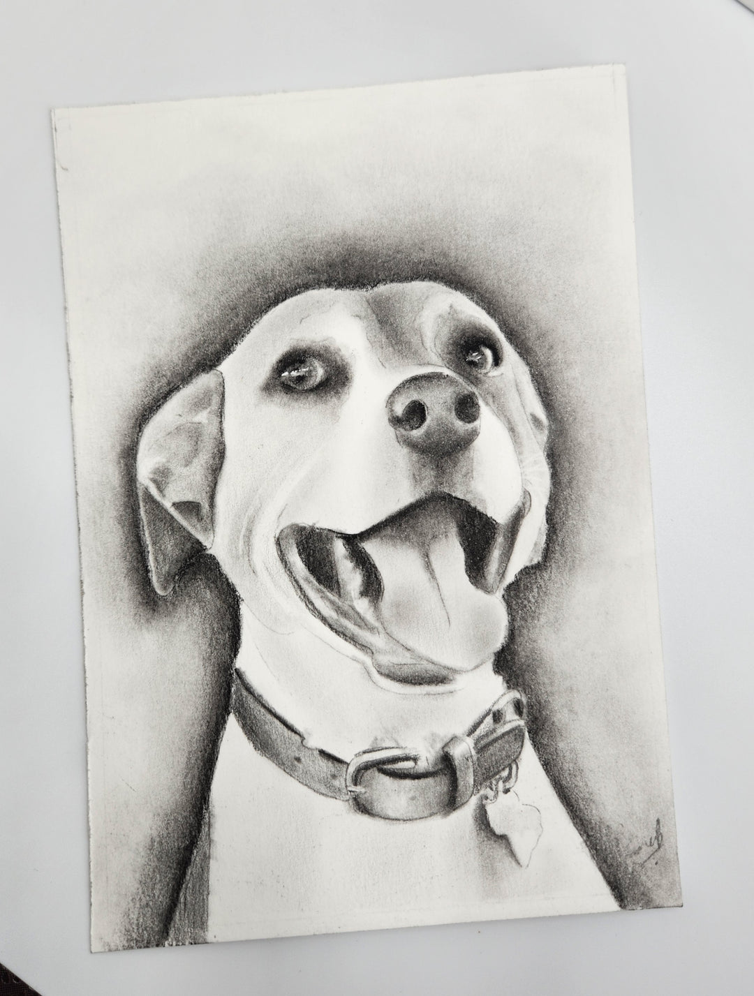 Pet portrait in pencil 4